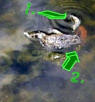 In fig.1, the disattached arm of the adult toad is swirling in the water due to the tadpoles eating it. Fig.2 points to more tadpoles hollowing out the carcass of their parent species.