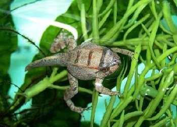 See the entire life cycle of this smokey jungle froglet, from foam nest to frog in two months by clicking this photo link herpblog.blogspot.com/