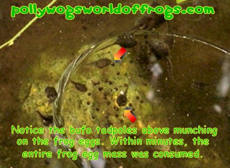 I have seen xenopus laevis eat not only their own young, but the egg masses 