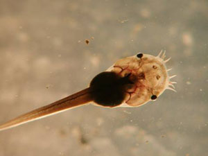 Mexican Burrowing Toad tadpole. A filter feeder, it scoops food particles up with the barbules you see on its face from the puddle's bottom. Click Picture for link to original site for photo